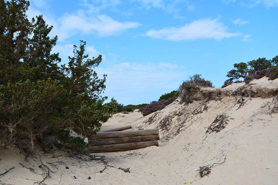 Sentiero tra le dune / Photo©Silvana Matozza