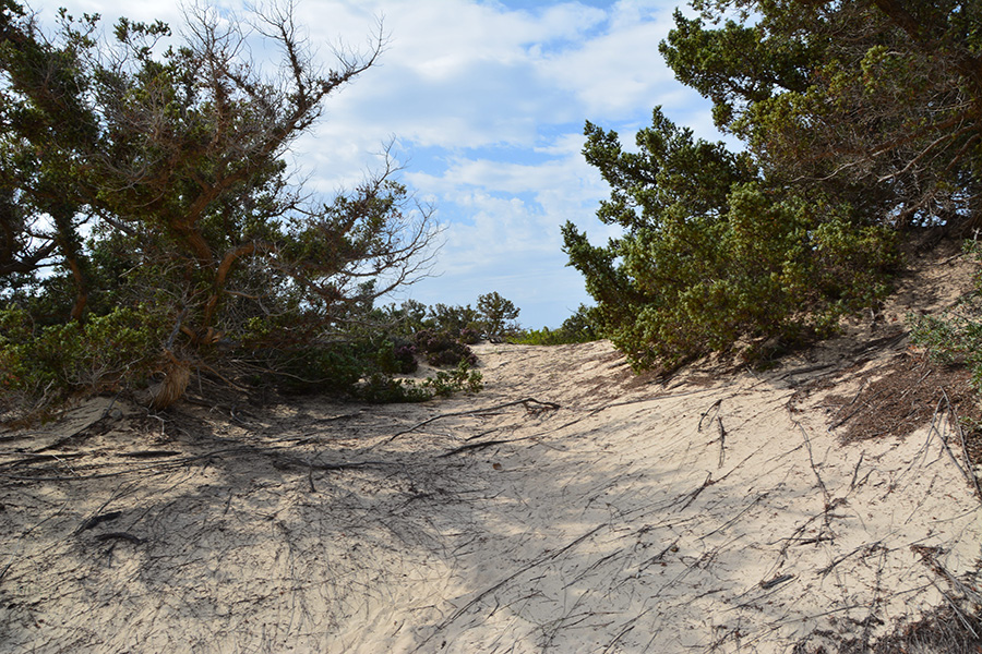 Ginepri sulle dune / PhotoSilvana Matozza