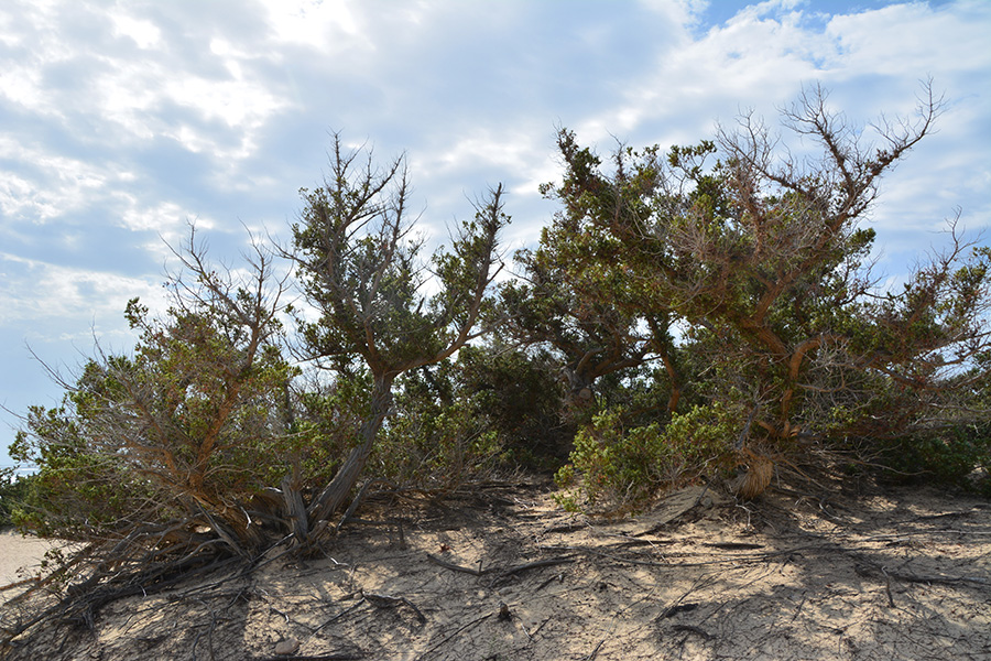Sabbiose, bianche dune calcaree costiere / PhotoSilvana Matozza