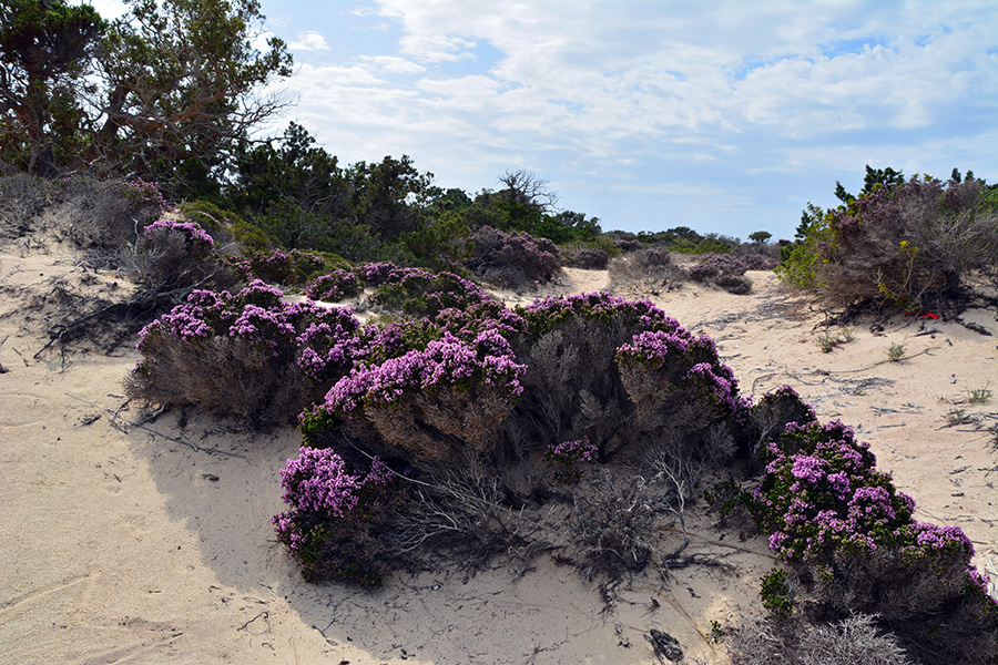  Vegetazione in fiore sulle dune / Photo©Silvana Matozza