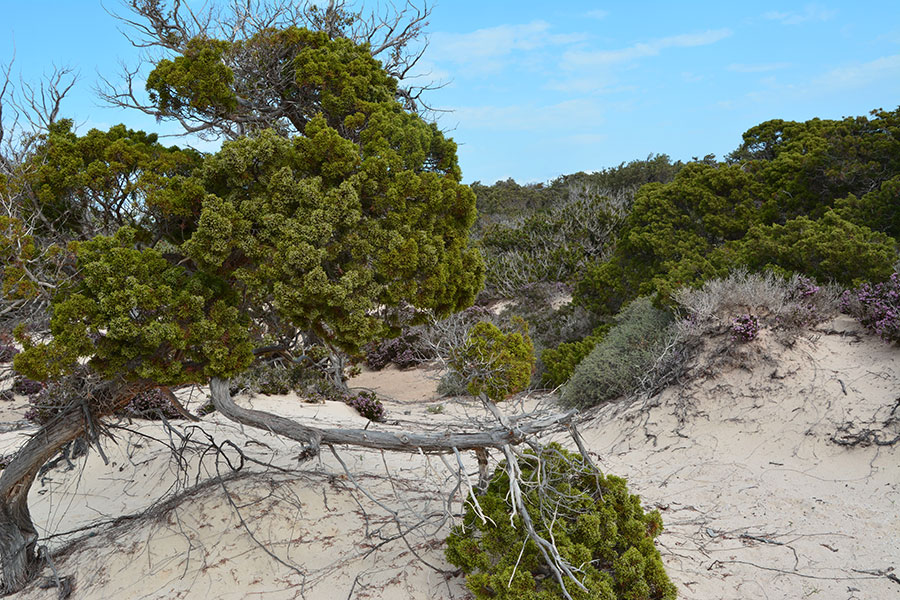 Scorcio delle dune con Juniperus spp. / Photo©Silvana Matozza