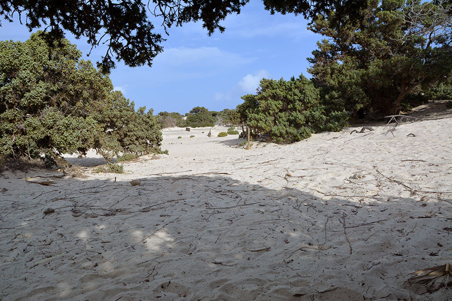  Juniperus spp. sulle dune/ Photo©Silvana Matozza