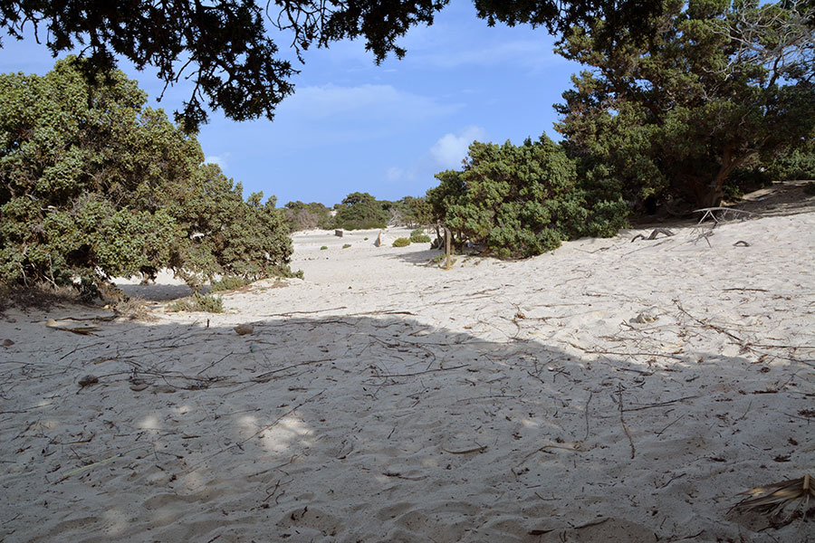  Juniperus spp. sulle dune/ PhotoSilvana Matozza