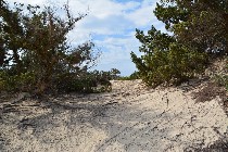 Ginepri sulle dune / PhotoSilvana Matozza