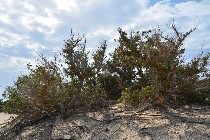 Sabbiose, bianche dune calcaree costiere / PhotoSilvana Matozza