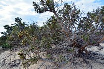 Piante dulle dune / PhotoSilvana Matozza