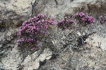 Flora sulle dune / PhotoSilvana Matozza