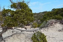 Scorcio delle dune con Juniperus spp. / PhotoSilvana Matozza