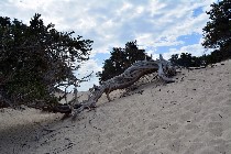 Secolari radici di Juniperus sulle dune sabbiose / PhotoSilvana Matozza