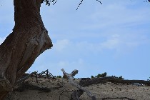 Scorcio delle dune / PhotoSilvana Matozza