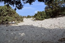  Juniperus spp. sulle dune/ PhotoSilvana Matozza