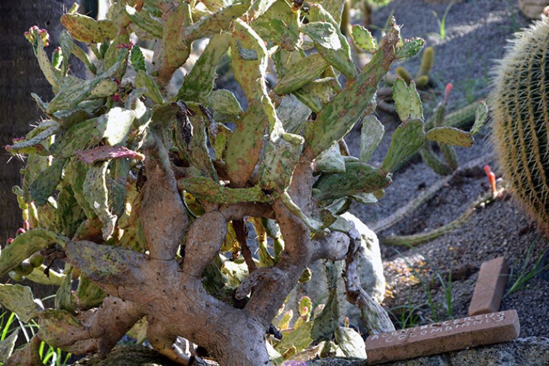 L'Acanthoceus, nativo della Colombia ( Cactaceae ), nei Giardini Ravino, dell'isola d'Ischia / Photo©Silvana Matozza