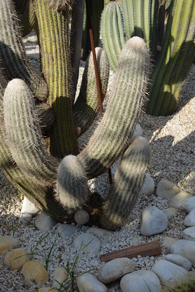 Raro Cactus . Isola d'Ischia / Photo©Silvana Matozza