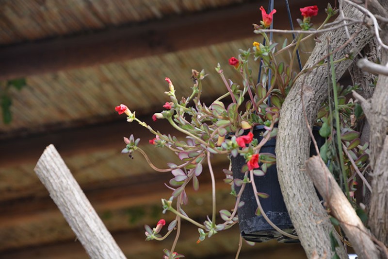 Tronchi e vaso con pianta grassa. Parco botanico Ravino / Photo©Silvana Matozza
