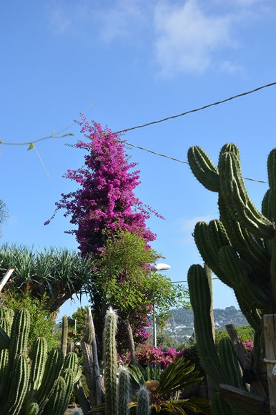 Scorcio di un parco botanico tra cielo e terra / Photo©Silvana Matozza