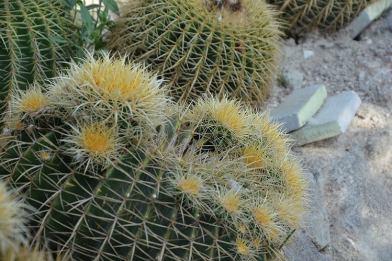 Fiori gialli e spine di una succulenta / Photo©Silvana Matozza