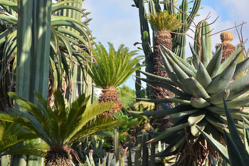 Panorama dei Tropici nel Parco botanico Ravino/ Photo©Silvana Matozza