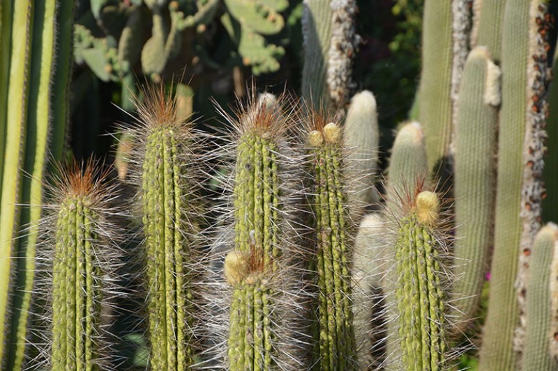 Piante di cactus. Giardino Ravino / Photo©Silvana Matozza