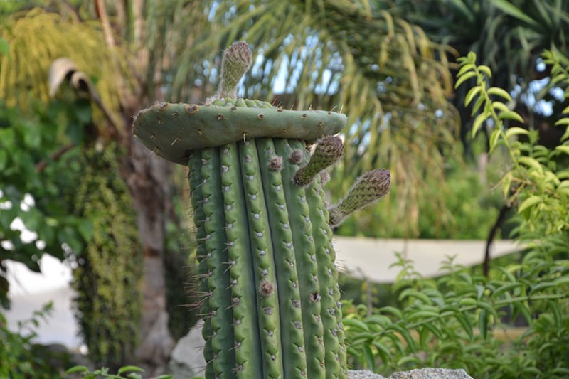 Un buffo cactus... / Photo©Silvana Matozza