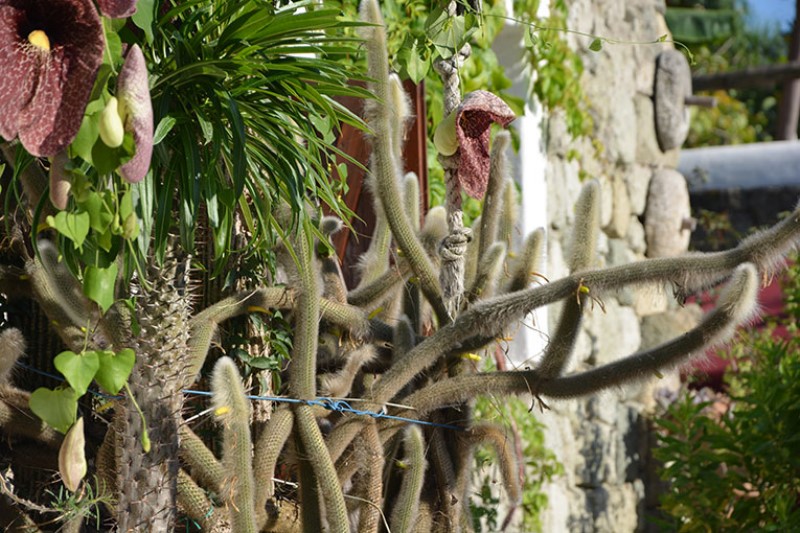 Muretto a secco con piante esotiche. Parco botanico di Ravino.  / Photo©Silvana Matozza