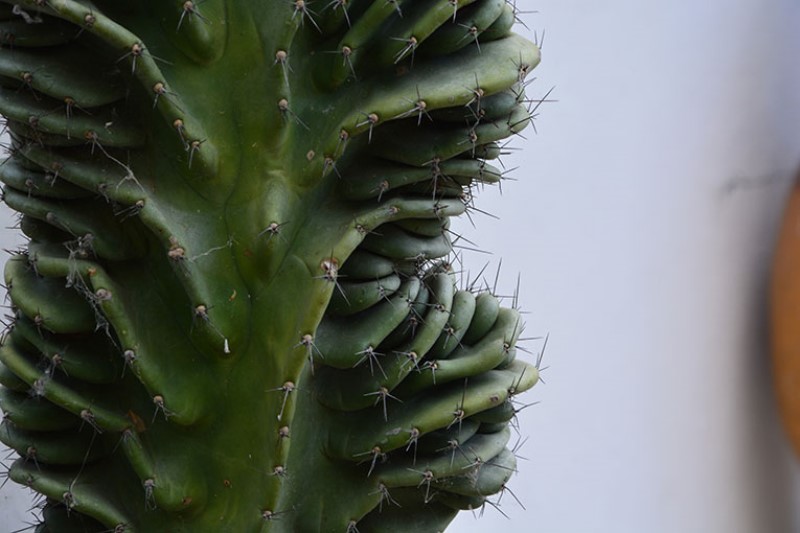 Cactus come scultura. Giardini ravino / Photo©Silvana Matozza