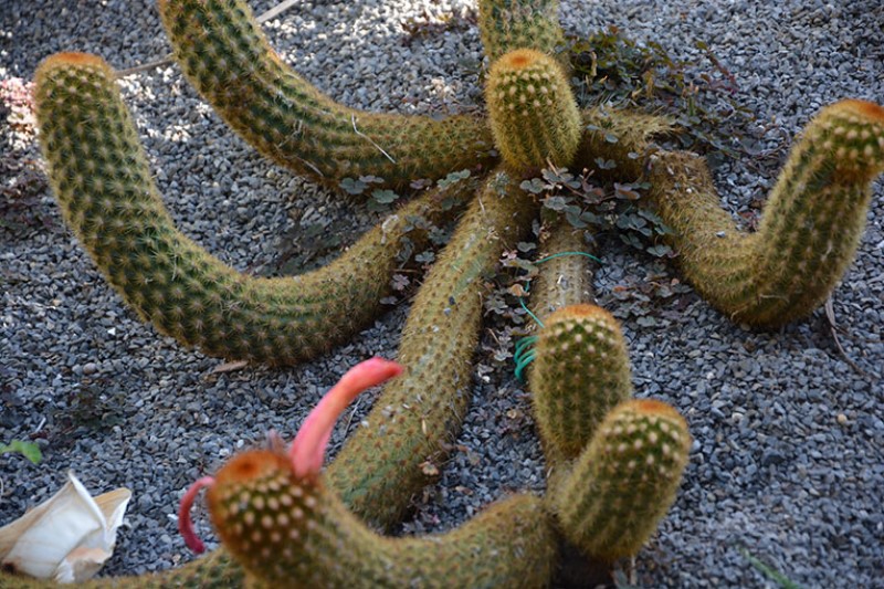 Cactus. Giardini Ravino. Forio. Isola d'Ischia / Photo©Silvana Matozza