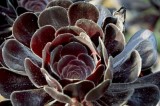 Cromatiche sfumature dell'Aeonium Zwartkop. Giardini Ravino /PhotoSilvana Matozza