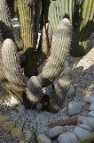 Raro Cactus. Isola d'Ischia / PhotoSilvana Matozza