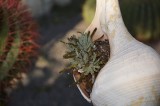 Conchiglia con piccole piante grasse / PhotoSilvana Matozza