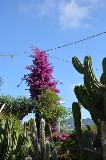 Scorcio di un parco botanico tra cielo e terra /PhotoSilvana Matozza