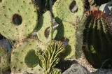 Cactus come un'opera di scultura / Photo Impressioni Jazz