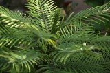 Il rigoglioso fogliame della conifera risalente all'Et  della Pietra ( Wollemia Nobilis) /  PhotoSilvana Matozza