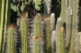 Piante di cactus. Giardino Ravino / PhotoSilvana Matozza