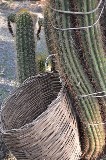 Pianta di cactus con cesto di vimini. Giardini Ravino / PhotoSilvana Matozza
