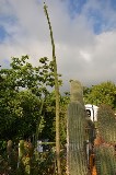 Un alto cactus /PhotoSilvana Matozza
