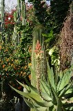 Una suggestiva commistione di piante tropicali  e mediterranee, nei Giardini Ravino / PhotoSilvana Matozza