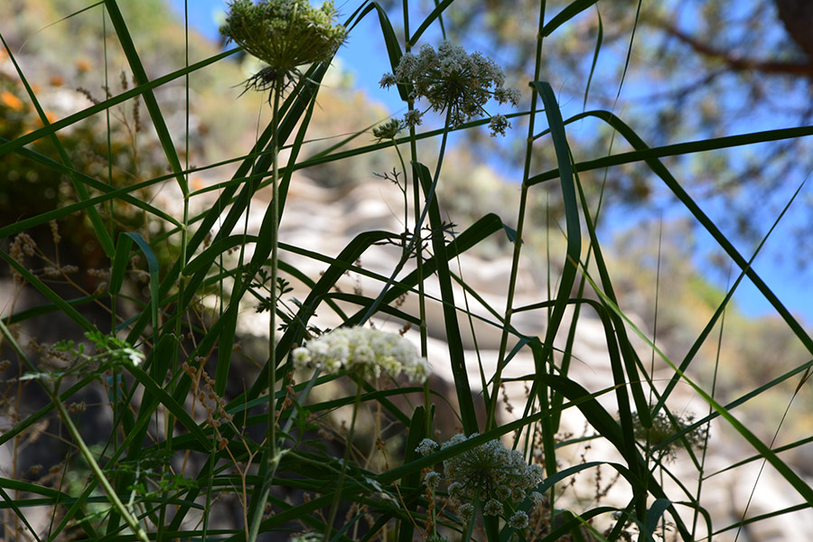 Fiori spontanei / PhotoSilvana Matozza