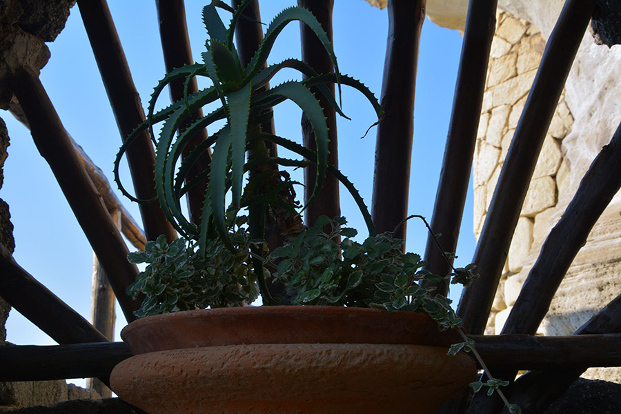 Vaso di coccio con piante / PhotoSilvana Matozza