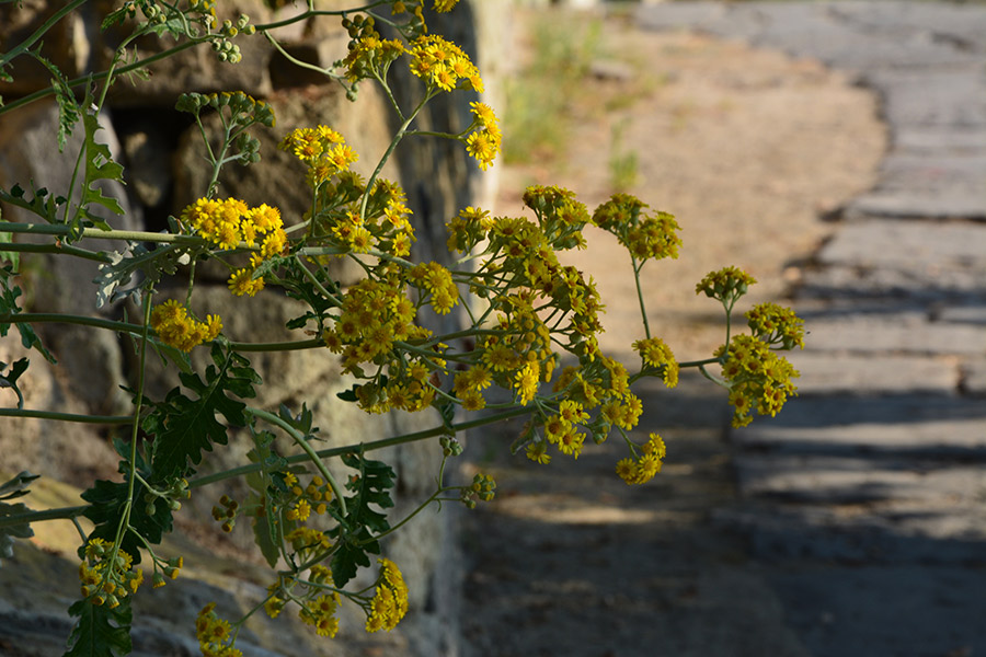 Muretto con fiori di margherita / PhotoSilvana Matozza