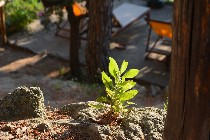 Il verde tenue di una piccola pianta spontanea / PhotoSilvana Matozza