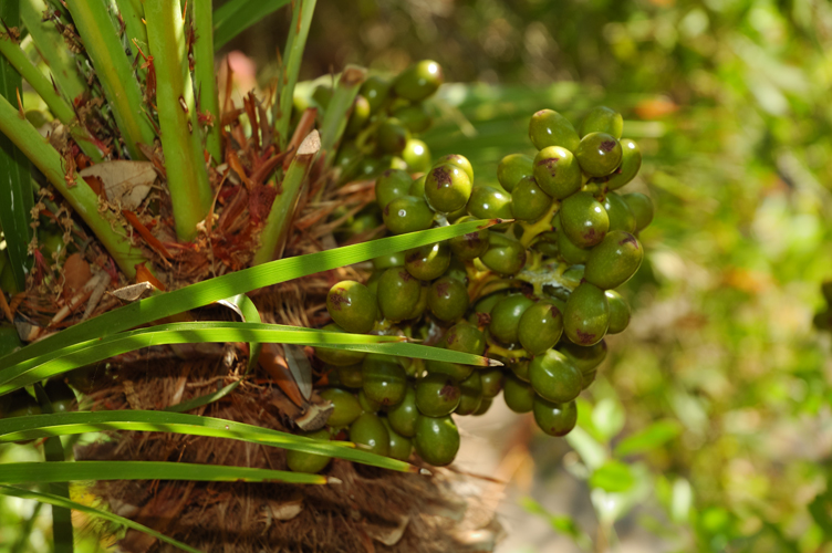 Drupe di palma. Negombo. / PhotoSilvana Matozza