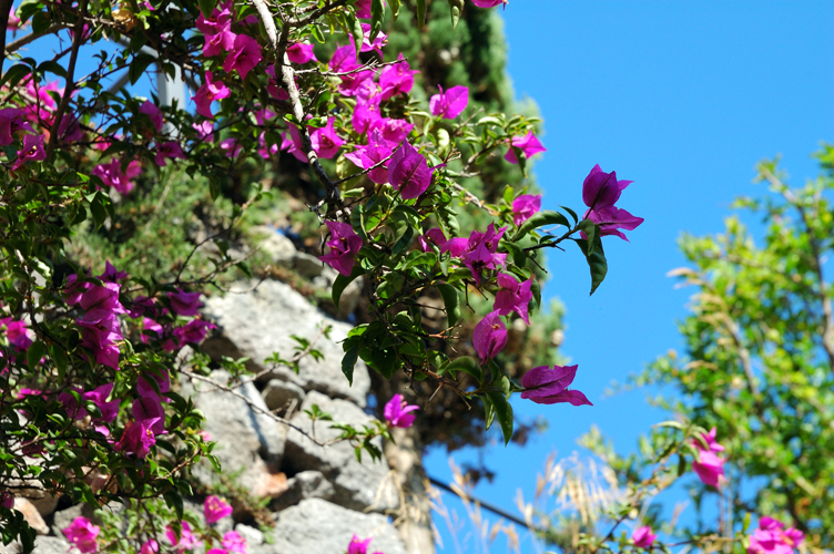 Fiori di  bouganvillea. Negombo / PhotoSilvana Matozza
