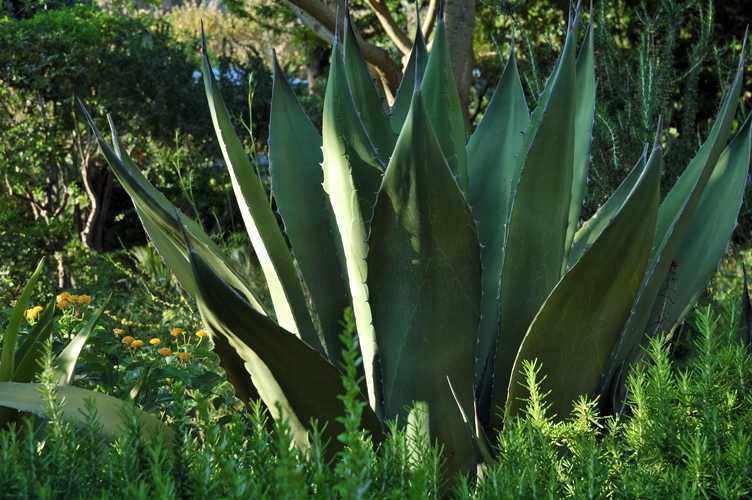 Una robusta e corposa pianta di Aloe / PhotoSilvana Matozza