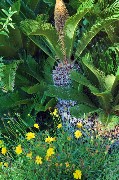 Margherite e cycas. Parco termale. Baia San Montano / PhotoSilvana Matozza