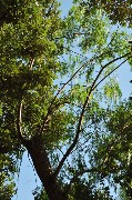 Chioma brillante di un albero sotto il sole. Parco del Negombo / Photo©Silvana Matozza