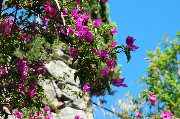 Fiori di  bouganvillea. Negombo / PhotoSilvana Matozza