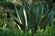 Una robusta e corposa pianta di Aloe / Photo©Silvana Matozza