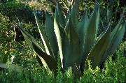 Una robusta e corposa pianta di Aloe / PhotoSilvana Matozza