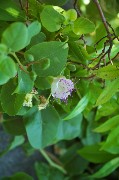 Fiore di cappero semiaperto. Isola d'Ischia / PhotoSilvana Matozza