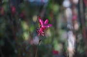 Fiore. Negombo. Isola d'Ischia / PhotoSilvana Matozza